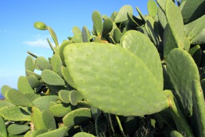 chumbera nopal cactus plant blue sky mediterranean plants